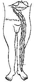 omentum.jpg (7026 bytes)